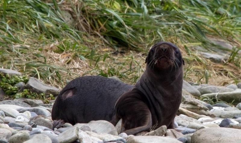 On Gillon Point on Agattu Island, a pup hangs out in the 'pup recovery area' after being marked and having a sample of fur shaved off for contaminants studies photo copyright NOAA Fisheries taken at  and featuring the Cruising Yacht class