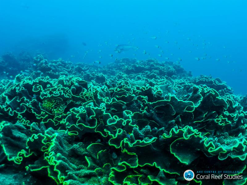 High-latitude corals (Turbinaria reniformis) can regulate their internal chemistry to grow under cooler temperatures photo copyright ARC CoE for Coral Reef Studies / Claire Ross taken at  and featuring the Cruising Yacht class