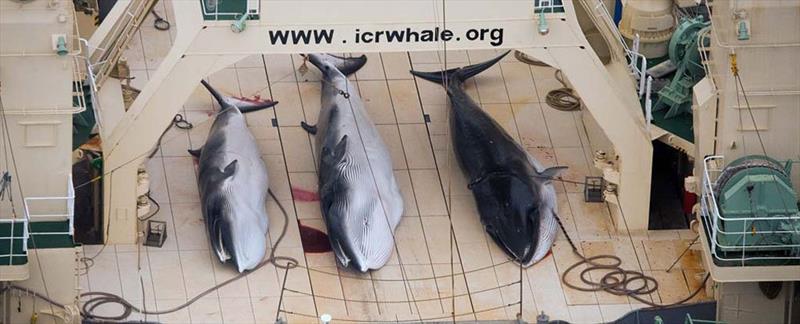 Dead minke whales aboard a Japanese vessel in 2014 photo copyright Tim Watters / Sea Shepherd taken at  and featuring the Cruising Yacht class
