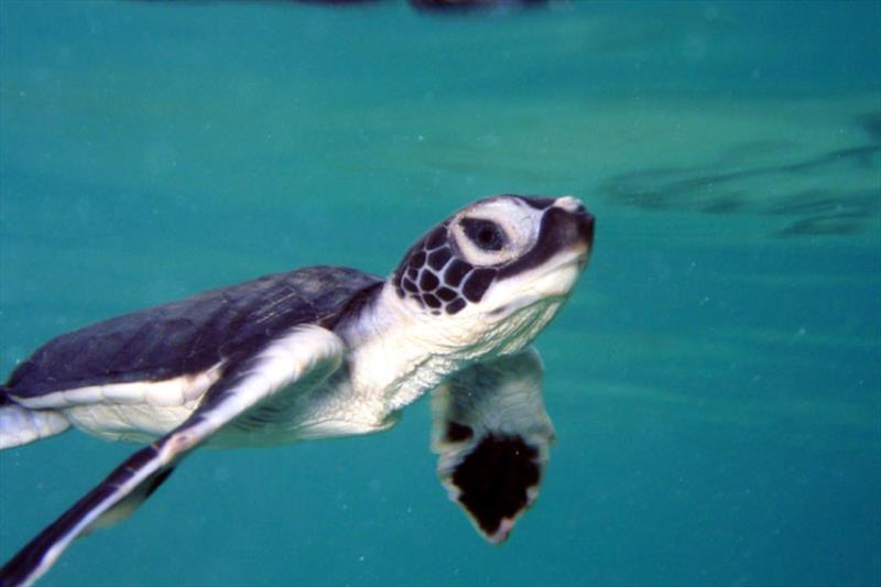 Green sea turtle hatchling swimming photo copyright NOAA Fisheries taken at  and featuring the Cruising Yacht class