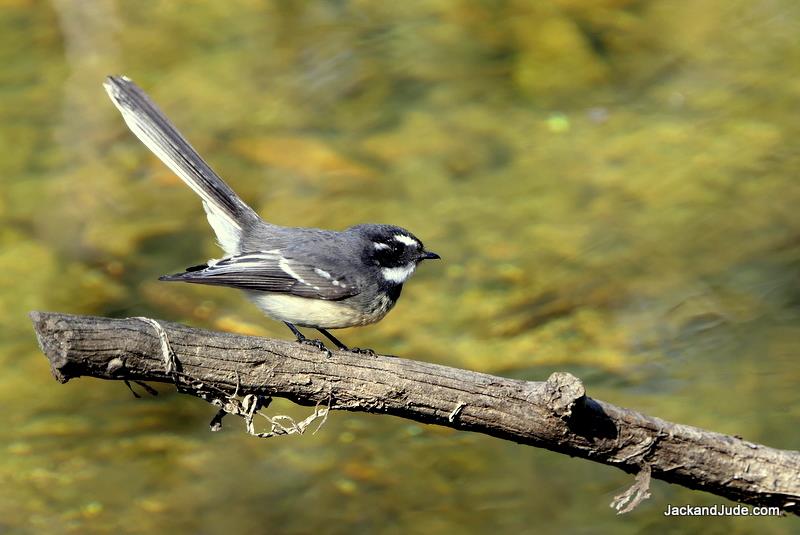 Grey Fantail swoops on insects over river photo copyright Jack and Jude taken at  and featuring the Cruising Yacht class