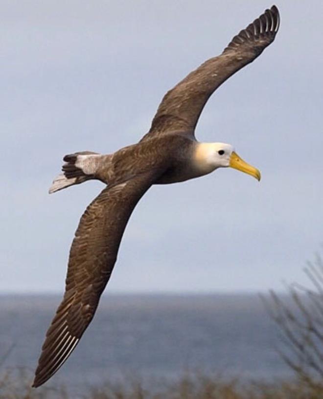 Bird - Cruising Flinders Island - photo © The Wooden Boat Shop