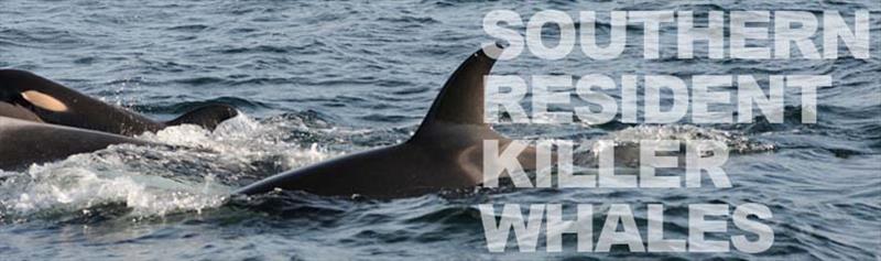 Southern Resident Killer Whales photo copyright NOAA Fisheries taken at  and featuring the Cruising Yacht class