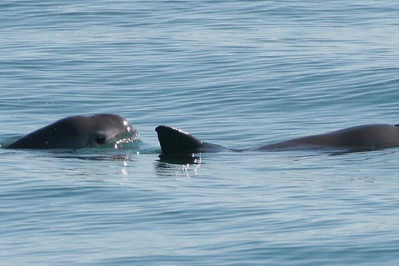 Pair of vaquita sighted during 2008 survey in Gulf of California photo copyright NOAA Fisheries taken at  and featuring the Cruising Yacht class