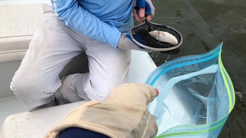 University of Miami spokeswoman Diana Udel collected dead fish earlier this month after spotting them west of Marathon photo copyright Diana Udel taken at  and featuring the Cruising Yacht class