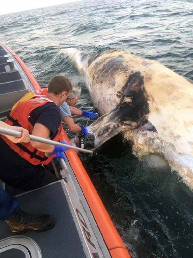 Tim Cole (NEFSC whale researcher) putting satellite tag on whale's flipper from the U.S.Coast Guard vessel photo copyright U.S. Coast Guard taken at  and featuring the Cruising Yacht class