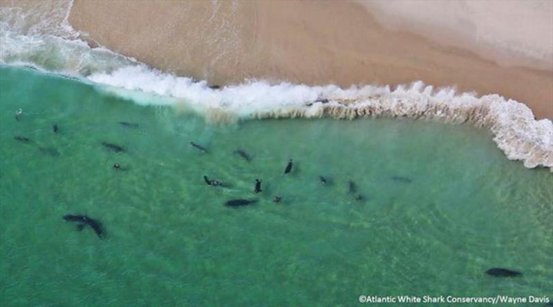 In this undated photo, sharks swim close to shore off Monomoy National Wildlife Refuge in Chatham, Mass. A prominent shark researcher says smaller, younger great white sharks are being spotted in greater numbers off Cape Cod photo copyright Wayne Davis / Atlantic White Shark Conservancy taken at  and featuring the Cruising Yacht class