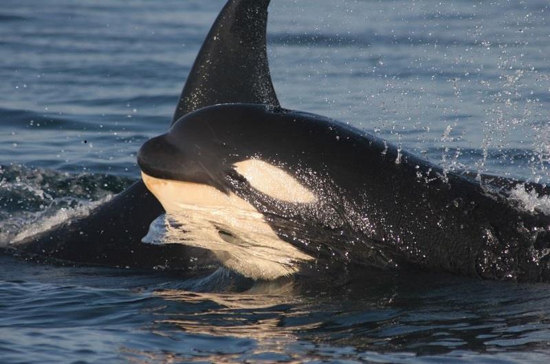 NOAA Fisheries conducts research to better understand the endangered population of Southern Resident killer whales to inform protection and recovery efforts photo copyright NOAA Fisheries Northwest Fisheries Science Center taken at  and featuring the Cruising Yacht class