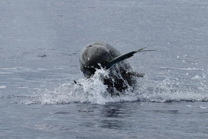 False killer whales in the main Hawaiian Islands eat mahimahi and other large open-ocean fish photo copyright NOAA Fisheries / Mark Cotter taken at  and featuring the Cruising Yacht class