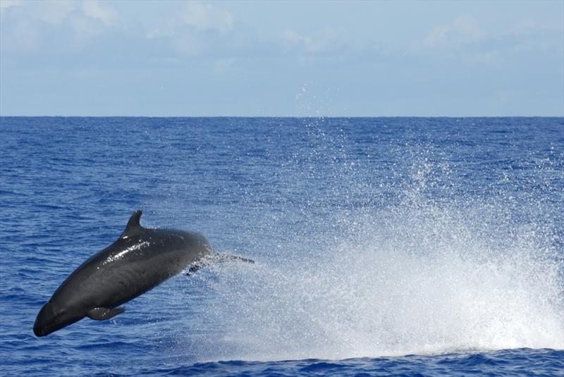 A false killer whale, a rare sight in the Hawaiian Islands photo copyright NOAA Fisheries / Adam Ü taken at  and featuring the Cruising Yacht class