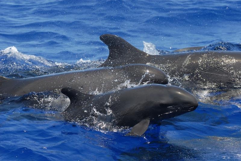 One false killer whale, two false killer whale, three false killer whale ...if only it was that easy! photo copyright NOAA Fisheries / Adam Ü taken at  and featuring the Cruising Yacht class
