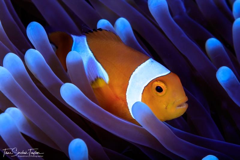 The orange clownfish (Amphiprion percula) is one of the most important species for studying the ecology and evolution of coral reef fishes photo copyright Tane Sinclair-Taylor taken at  and featuring the Cruising Yacht class