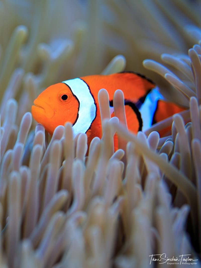 The orange clownfish (Amphiprion percula) is one of the most important species for studying the ecology and evolution of coral reef fishes - photo © Tane Sinclair-Taylor
