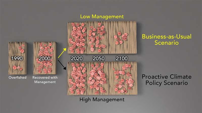 Two contrasting sets of future outcomes with same possible high ocean acidification impacts: reduced management with a high-CO2 emissions `business-as-usual` climate scenario & a high management, proactive climate policy scenario with reduced CO2 emission - photo © Natalie Renier, Woods Hole Oceanographic Institution