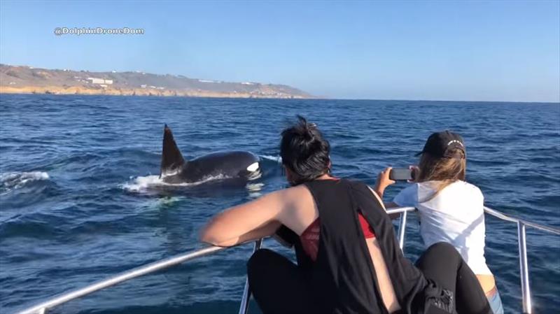 Killer whales playing with whale watch boats in San Diego photo copyright DolphinDroneDom taken at  and featuring the Cruising Yacht class