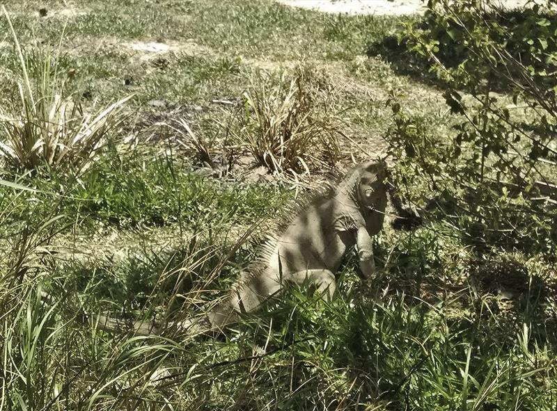 Surprise iguanas on Petit Bateau - photo © Mission Ocean