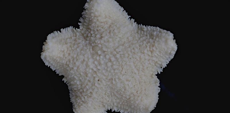 The Derwent River Sea Star was only documented for 25 years before its extinction photo copyright Blair Patulo, Museums Victoria taken at  and featuring the Cruising Yacht class