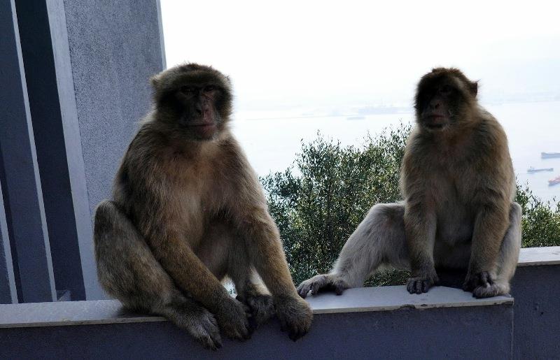 Monkeys - photo © SV Taipan