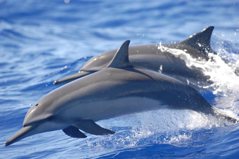 Wild spinner dolphins photo copyright NOAA Fisheries taken at  and featuring the Cruising Yacht class