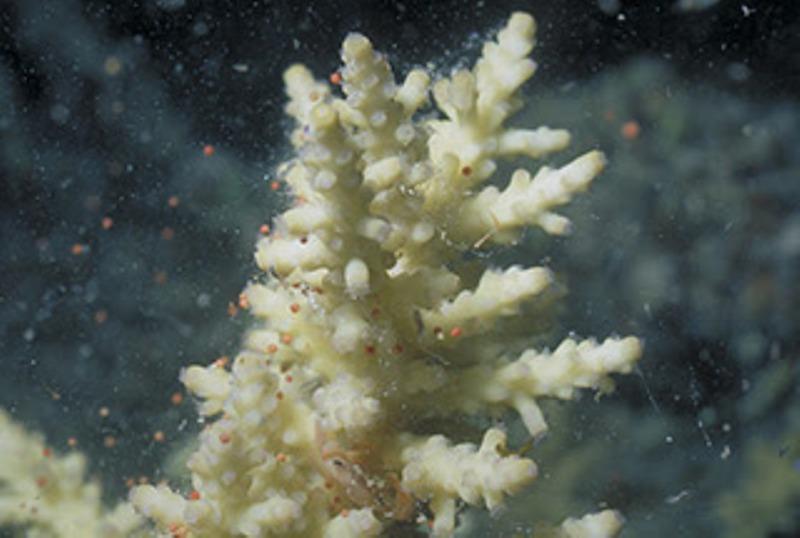 Coral reproduction photo copyright GBRMPA taken at  and featuring the Cruising Yacht class