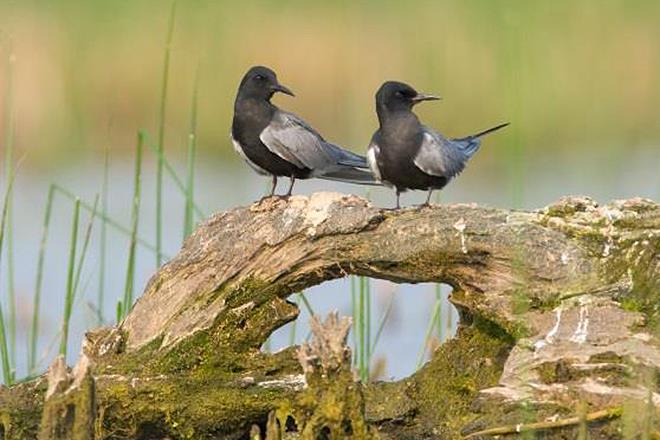 Black Terns photo copyright NOAA Fisheries taken at  and featuring the Cruising Yacht class