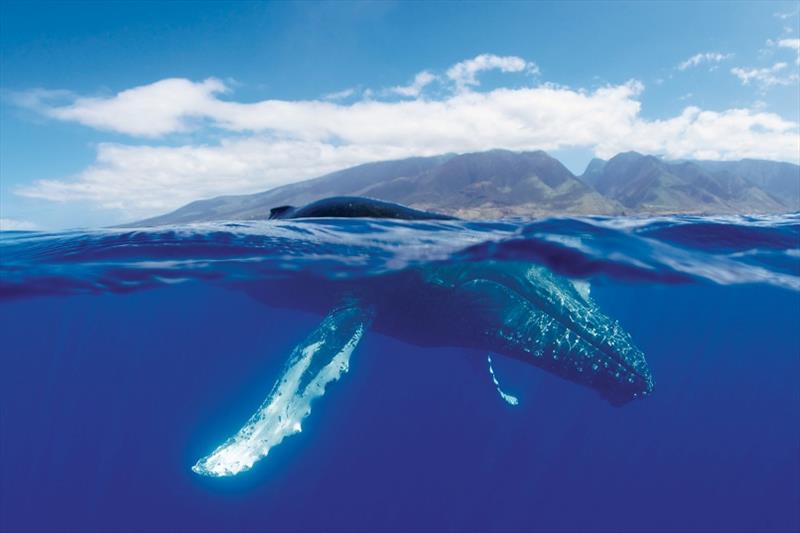 A humpback whale surfaces near Maui Island photo copyright Hawaiian Islands Humpback Whale National Marine Sanctuary / Jason Moore taken at  and featuring the Cruising Yacht class