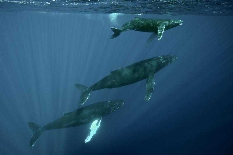 Humpback whales photo copyright Hawaiian Islands Humpback Whale National Marine Sanctuary / Ed Lyman taken at  and featuring the Cruising Yacht class