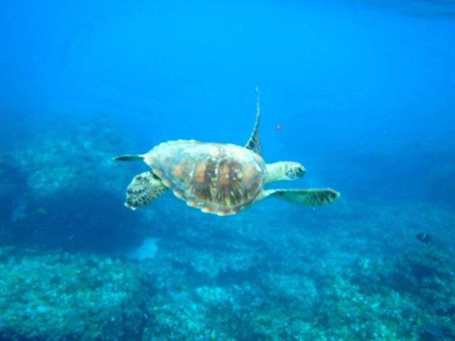 2019-20 World ARC - Espanola - Turtle photo copyright World Cruising taken at  and featuring the Cruising Yacht class