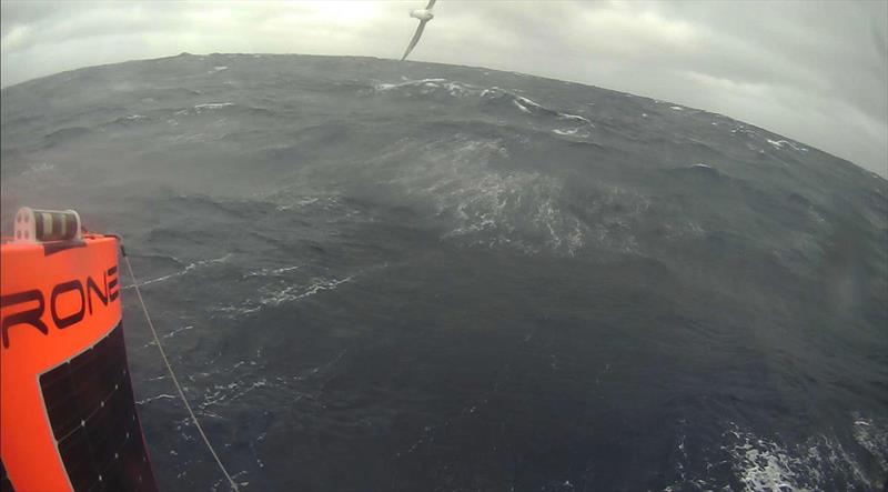 Occasionally, the saildrone onboard cameras capture images of the local wildlife. This bird is assumed to be some type of albatross. - photo © Saildrone