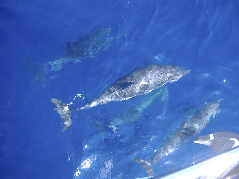 Dolphins around the bow of Sundowner photo copyright Robin Lamb taken at  and featuring the Cruising Yacht class