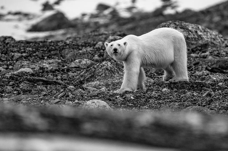 Local inhabitants - from the series - 80 degrees North - photo © SV Delos