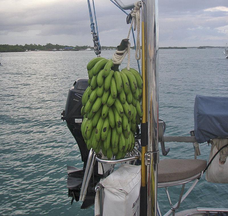 Green Bananas onboard our Moody 54 Red Sky crossing from Galapagos to Marquesas... good for gut health /weight loss also. - photo © Leanne Hembrow
