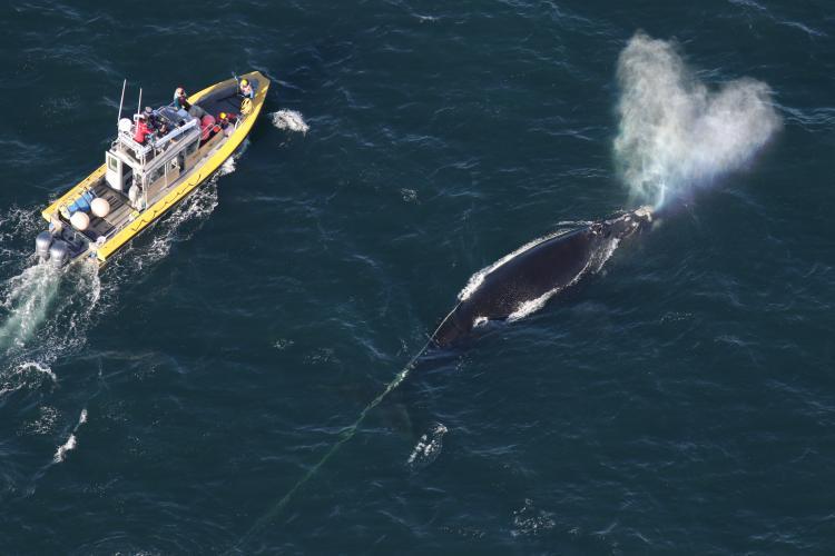 Center for Coastal Studies authorized responders throw a grapple into line trailing from entangled right whale 3560 `Snow Cone` off of Cape Cod in March 2021 photo copyright  Center for Coastal Studies. Taken under NMFS MMPA/ESA Permit No. 18786 taken at  and featuring the Cruising Yacht class