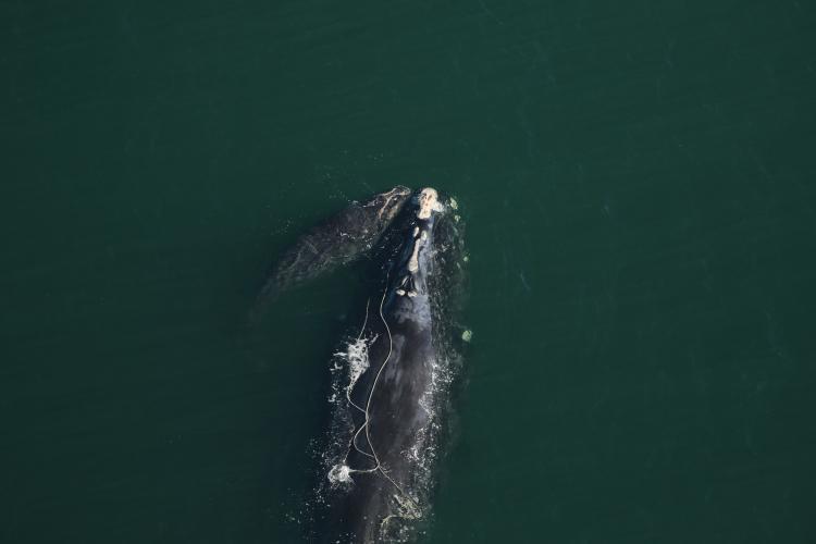 Snow Cone and her calf near Cumberland Island, Georgia on December 2, 2021. Mother-calf pairs are especially vulnerable to collisions with ships and boats photo copyright Florida Fish and Wildlife Commission taken under NOAA permit #20556-01 taken at  and featuring the Cruising Yacht class