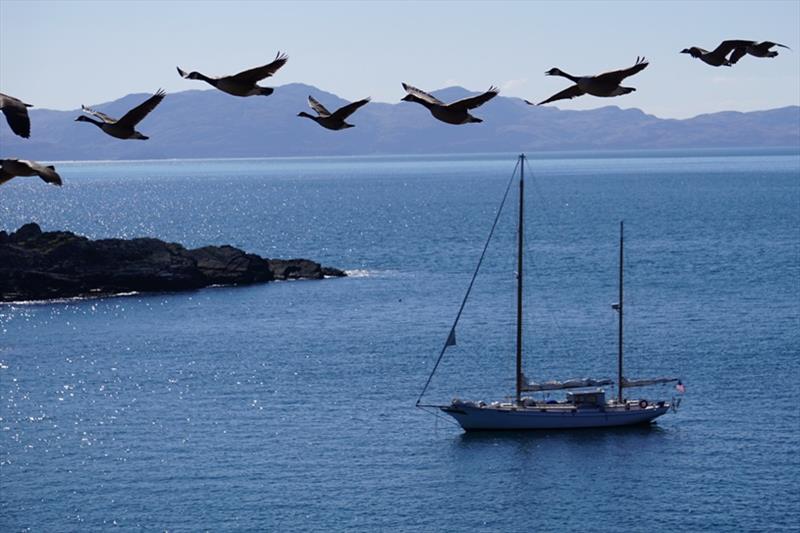 Irene in Holy Isle, Scotland (with geese) - photo © Ginger Niemann