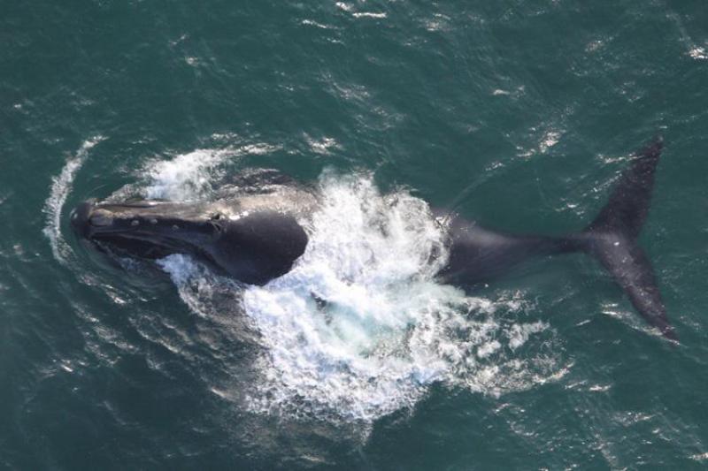 A North Pacific right whale surfaces in the waters off Alaska photo copyright NOAA Fisheries taken at  and featuring the Cruising Yacht class