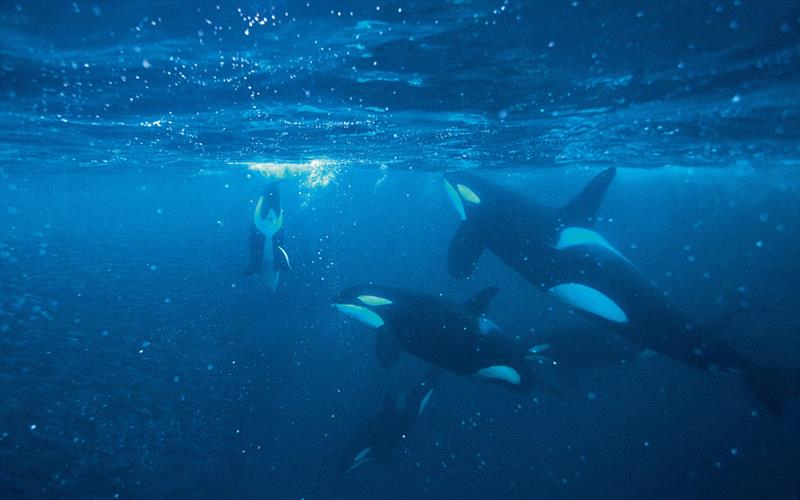 What damage can an orca “attack” cause? photo copyright Mike Korostelev taken at  and featuring the Cruising Yacht class