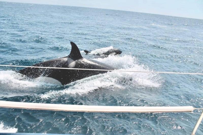 What damage can an orca “attack” cause? - photo © Global Solo Challenge