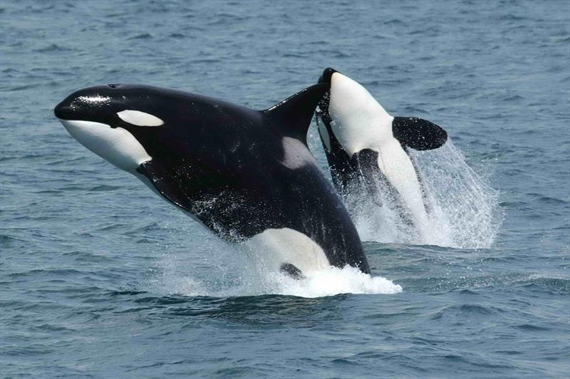What damage can an orca “attack” cause? - photo © Global Solo Challenge