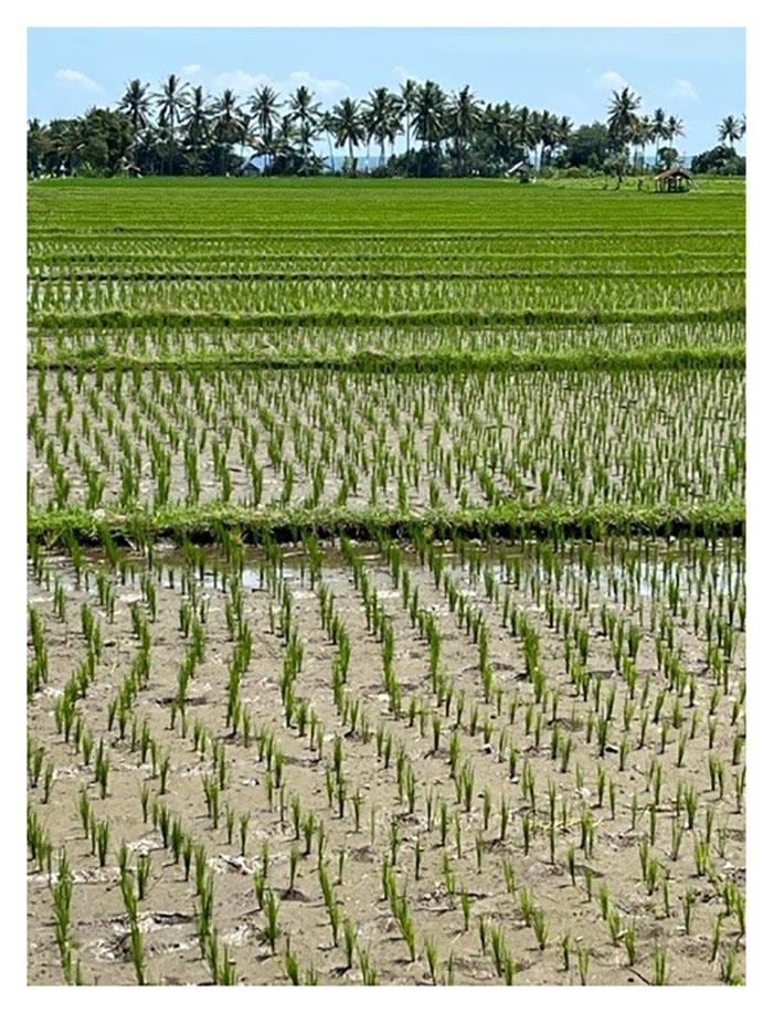 2022 World ARC - Paddy Fields photo copyright World Cruising Club taken at  and featuring the Cruising Yacht class