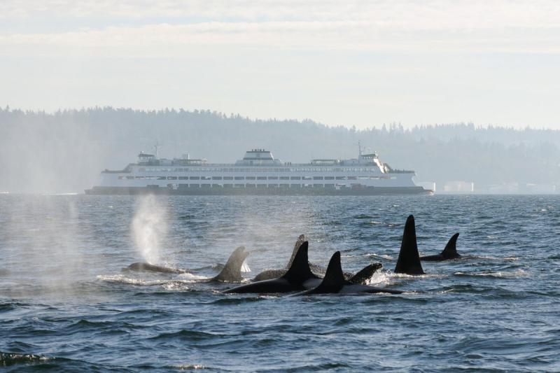Orca pod swims in the Puget Sound as a ferry transits in the background - photo © Candice Emmons / NWFSC