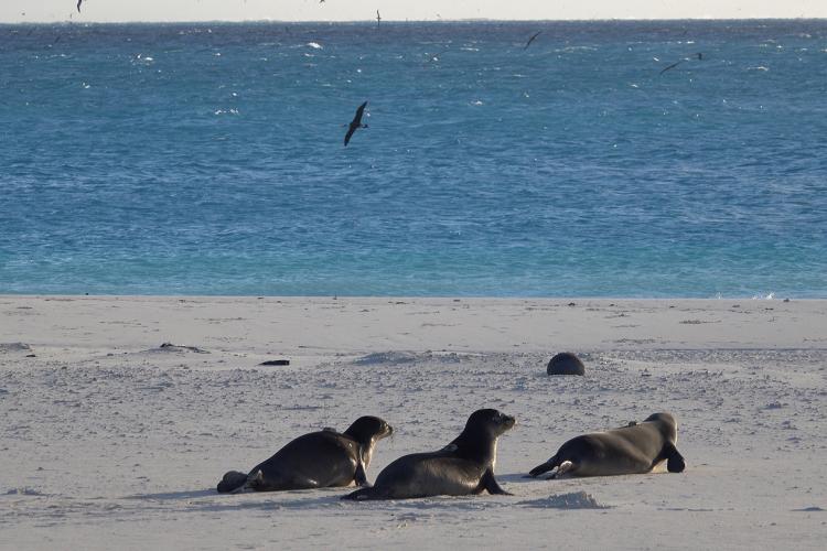 The three rehabilitated Hawaiian monk seals make their way from the beach pen towards the water photo copyright U.S. FWS/Amanda Boyd (NOAA Fisheries Permit #23459) taken at  and featuring the Cruising Yacht class