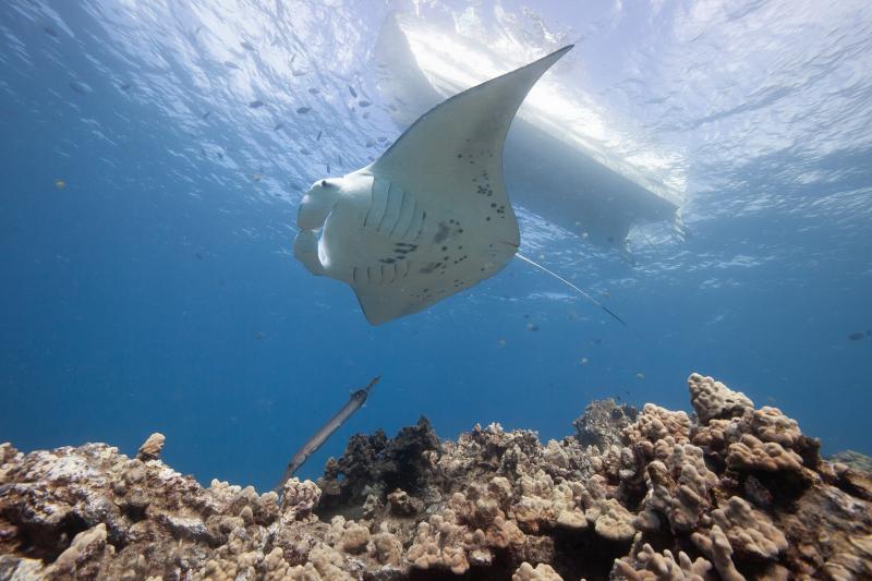 Reef manta ray visiting a reef in South Maui, Hawaii photo copyright Hawaii Association for Marine Education and Research/Mark Deakos taken at  and featuring the Cruising Yacht class