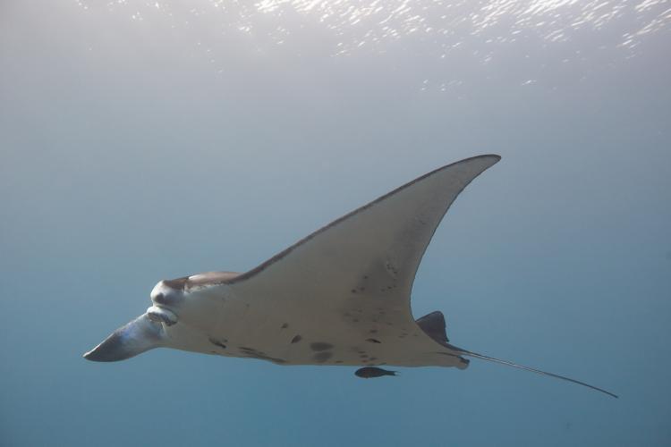 Reef manta ray with a missing cephalic fin, amputated by a fishing line entanglement in waters off Maui, Hawaii photo copyright Hawaii Association for Marine Education and Research/Mark Deakos taken at  and featuring the Cruising Yacht class