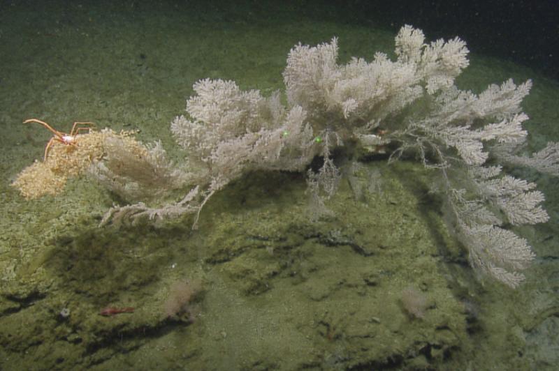 A colony of the deep-sea coral Parastenella supporting a cluster of orange zoanthids and a deep-sea crab, extends from a ledge deep in Quinault Canyon off the coast of Washington State photo copyright Ocean Exploration Trust, NOAA Sanctuaries taken at  and featuring the Cruising Yacht class
