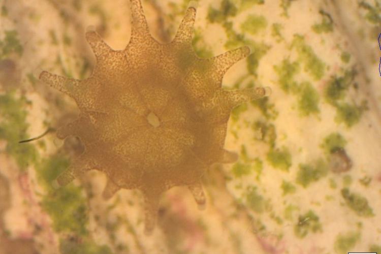 A close-up of a brain coral polyp reared in Nova Southeastern University's laboratory nursery. Innovative research on optimizing coral growth in land-based nurseries is part of this grant funding photo copyright Nova Southeastern University taken at  and featuring the Cruising Yacht class