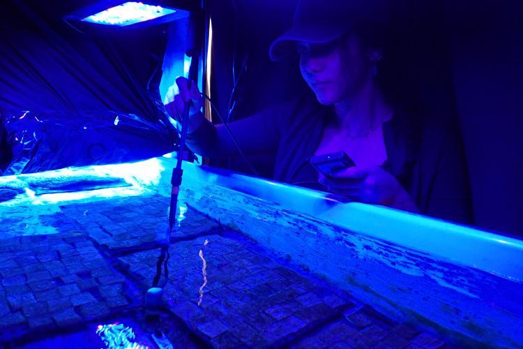 Graduate student Daisy Ponce taking measurements in a coral aquarium tank exposed to a blue-shifted light to determine the optimal light at which to enhance the growth of young corals photo copyright Nova Southeastern University taken at  and featuring the Cruising Yacht class