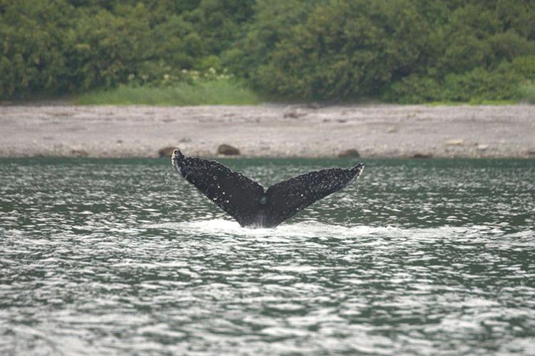 Whale SEAK-5490 in Icy Strait in July 2023 - photo © Chris Gabriele, NPS