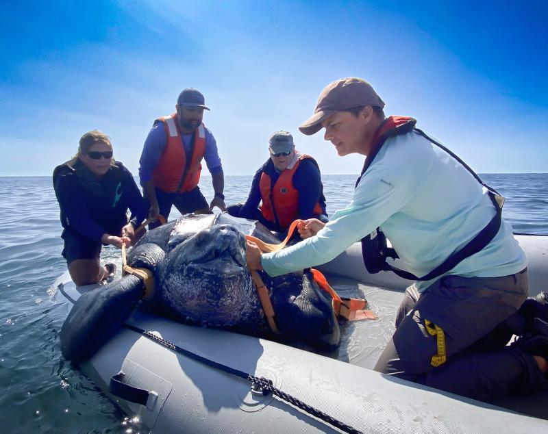 The tagging team, Emily Christiansen, Samir Patel, Mike Judge, and Chris Sasso handling a leatherback sea turtle to be tagged photo copyright NOAA Fisheries/Heather Haas (Permit #21233) taken at  and featuring the Cruising Yacht class