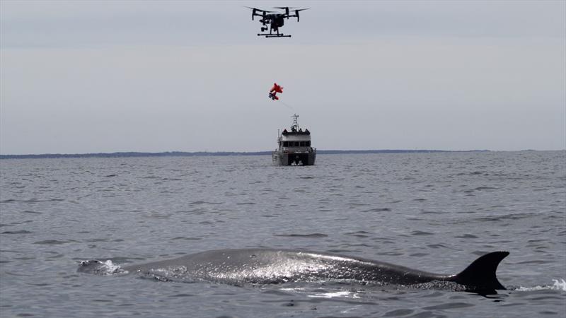 A drone is used to drop a DTAG onto the back of a sei whale - photo © Laura Howes under NOAA Fisheries Permit #18059